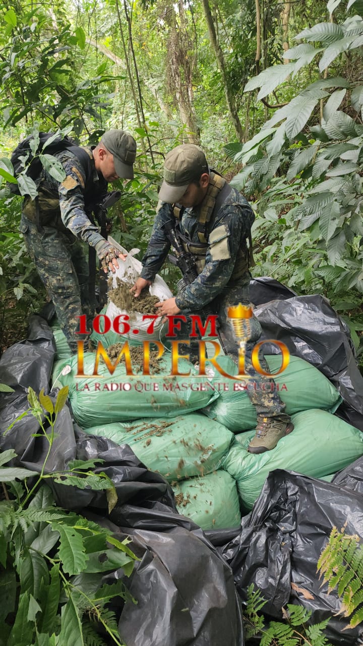 Operativo Basalto 2 inicia con la destrucción de más de 100 toneladas de marihuana
