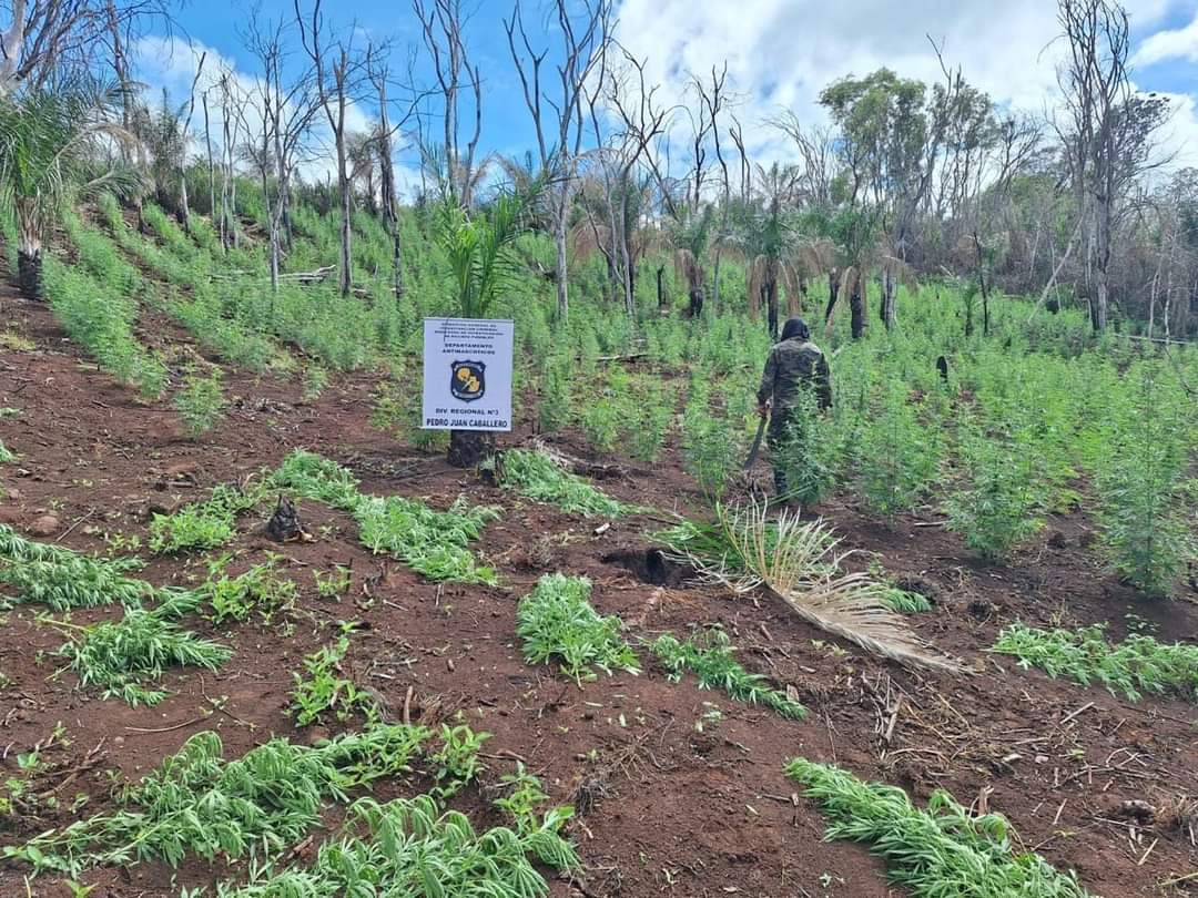 Operativo SUMAR: Antinarcóticos destruye 8 hectáreas de marihuana en la colonia Santa Clara
