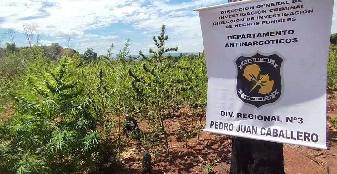 Antinarcóticos destruyó cuatro hectáreas de plantaciones de marihuana en Lorito Picada